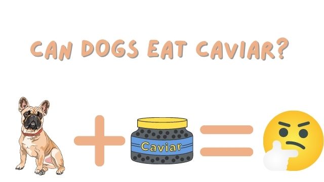 CAN DOGS EAT CAVIAR