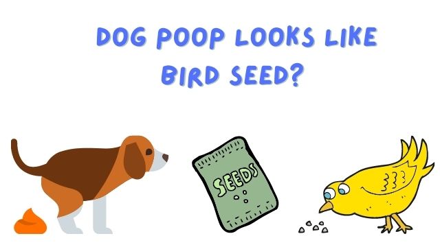 Dog Poop Looks Like Bird Seed