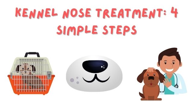 Kennel Nose Treatment