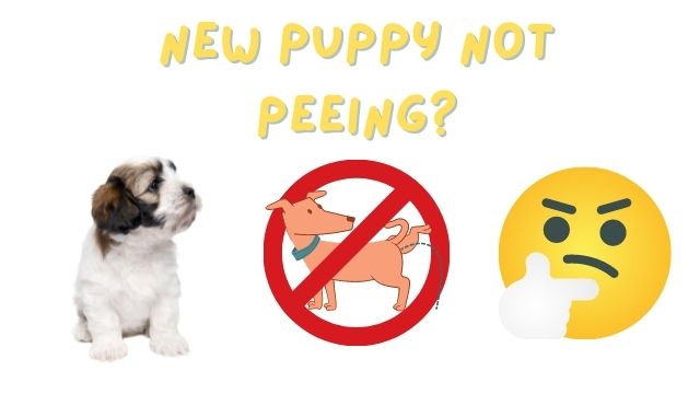 New Puppy Not Peeing