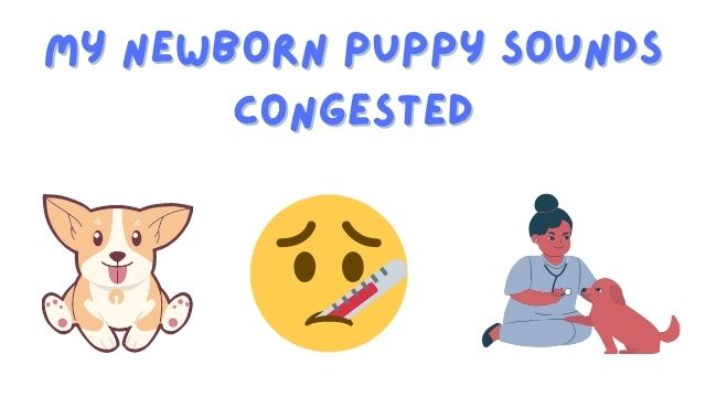 Newborn Puppy Sounds Congested
