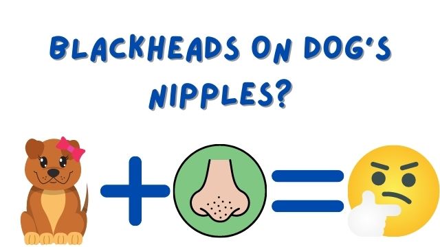 Blackheads on Dog's Nipples