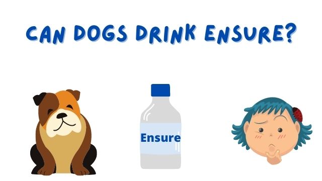 Can Dogs Drink Ensure?