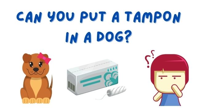 Can You Put a Tampon in A Dog