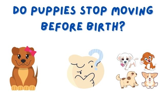 Do Puppies Stop Moving Before Birth
