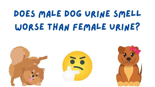 Does Male Dog Urine Smell Worse than Female
