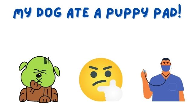 Dog Ate Puppy Pad