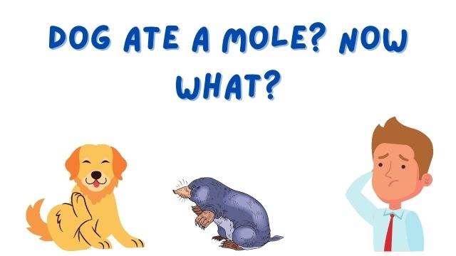 Dog Ate a Mole