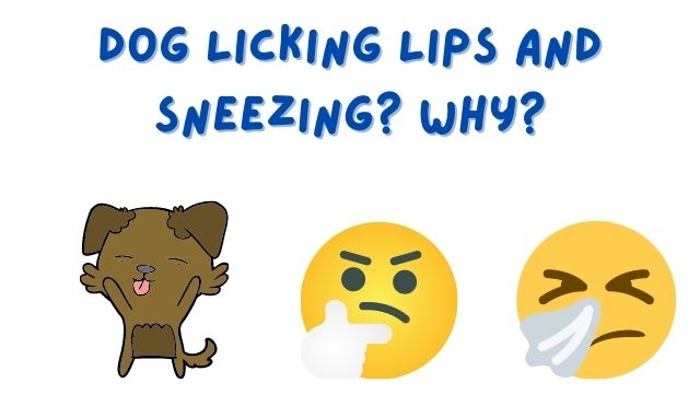 Dog Licking Lips and Sneezing