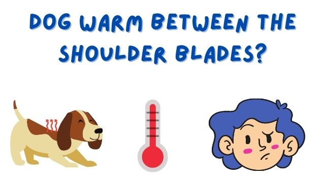 Dog Warm Between the Shoulder Blades?