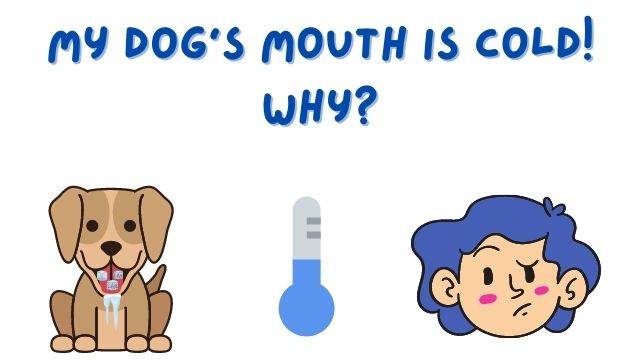 Dog's Mouth Is Cold 