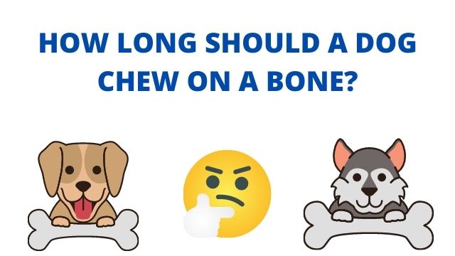 HOW LONG SHOULD A DOG CHEW ON A BONE