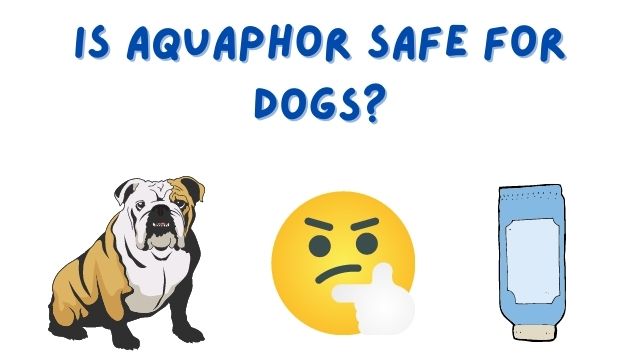 Is Aquaphor Safe for Dogs