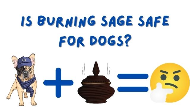 Is Burning Sage Safe for Dogs