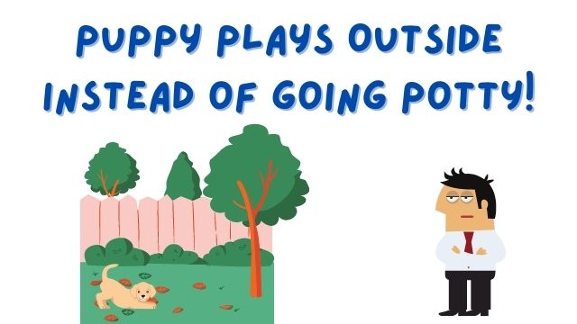 Puppy Plays Outside Instead of Going Potty