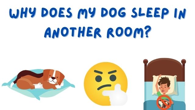 Why Does My Dog Sleep in Another Room