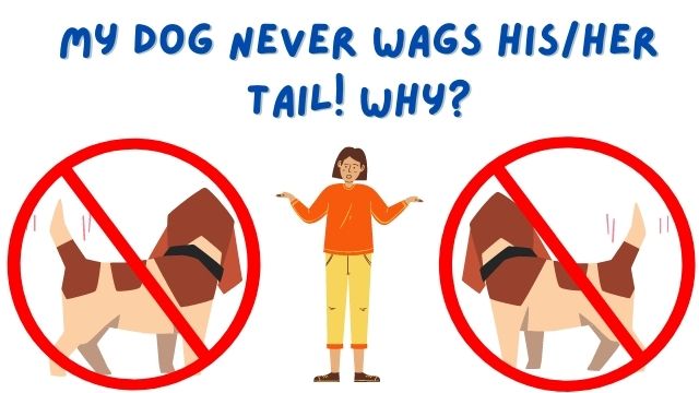 my dog never wags his tail