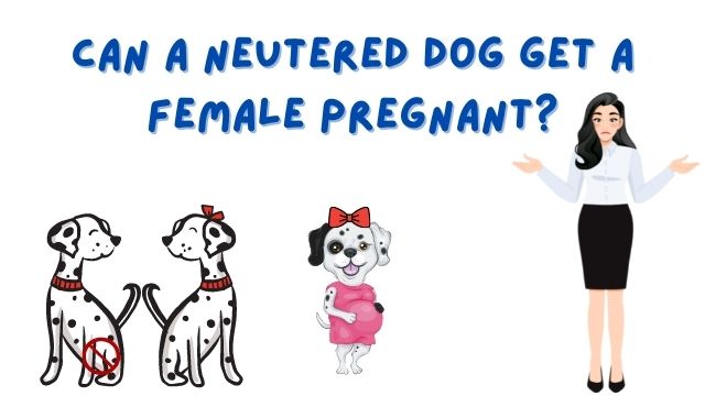 Can a Neutered Dog Get a Female Pregnant