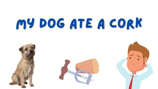 Dog Ate Cork