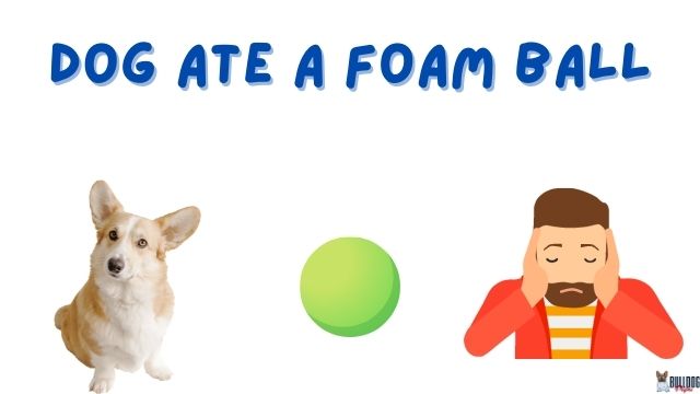 Dog Ate a Foam Ball - Should You Worry? - Bulldogpapa