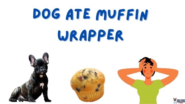 Dog Ate Muffin Wrapper