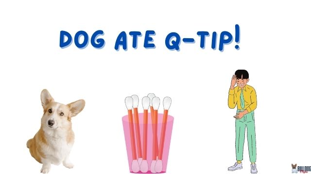 Dog Ate Q-Tip