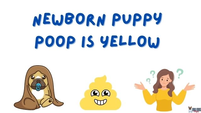 Newborn Puppy Poop Yellow