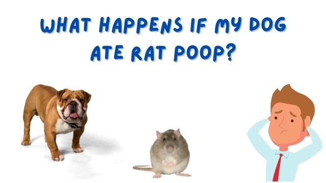My Dog Ate Rat Poop