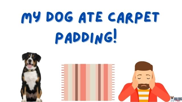 dog ate carpet padding