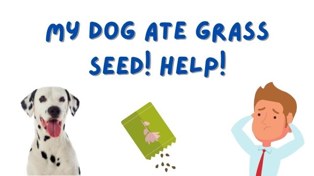 dog ate grass seed
