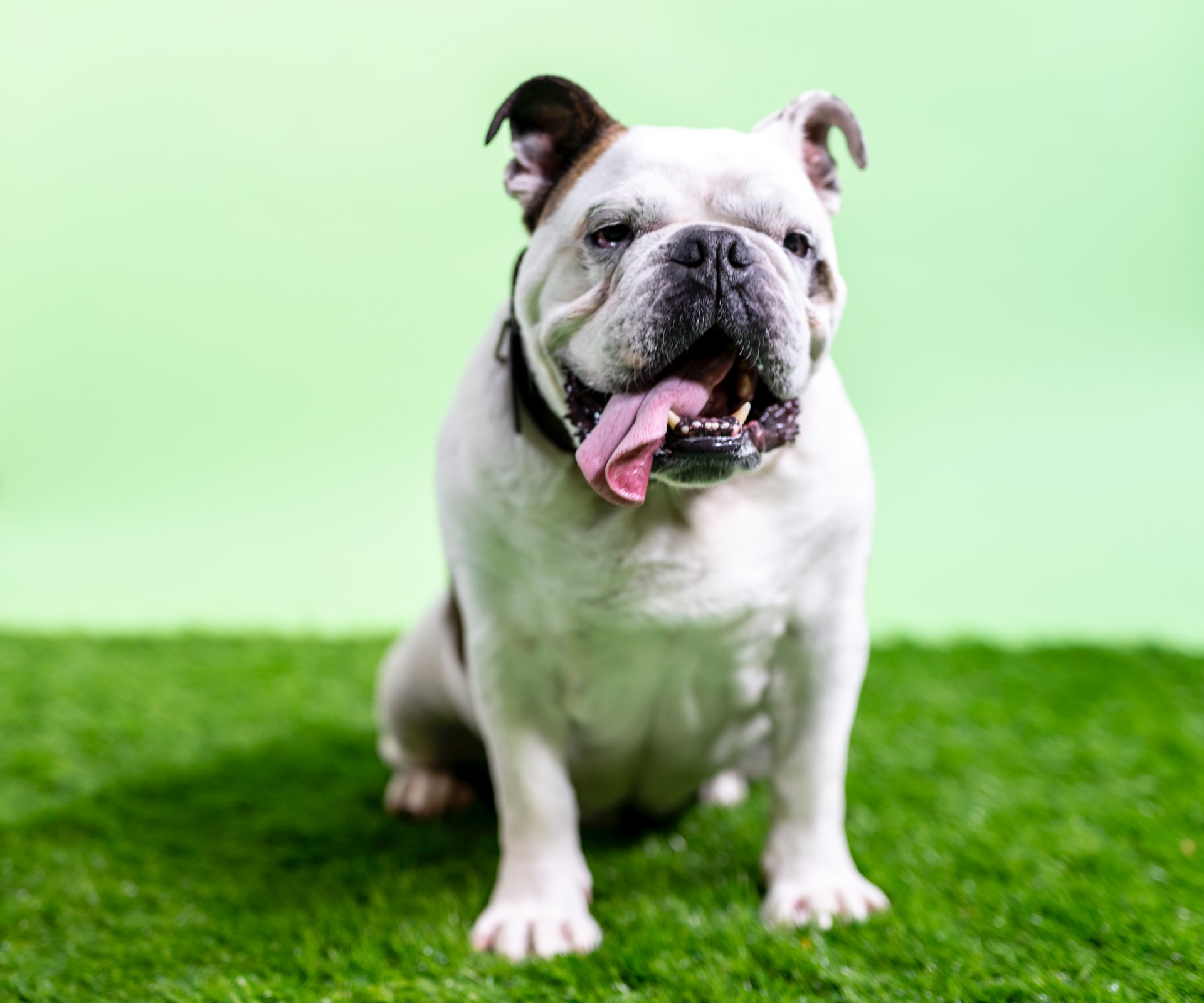 how to eliminate bad breath in dogs