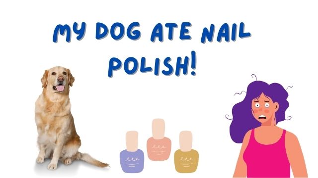 My Dog Ate Nail Polish! Should I Worry? - Bulldogpapa