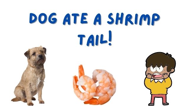 Dog Ate Shrimp Tail 