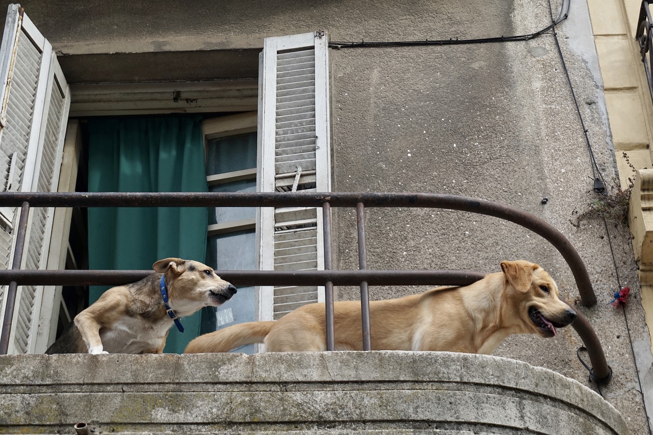 how to dog proof balcony railings