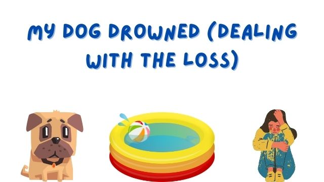 My Dog Drowned (Basic Questions Plus how To Deal with The Loss) - Bulldogpapa