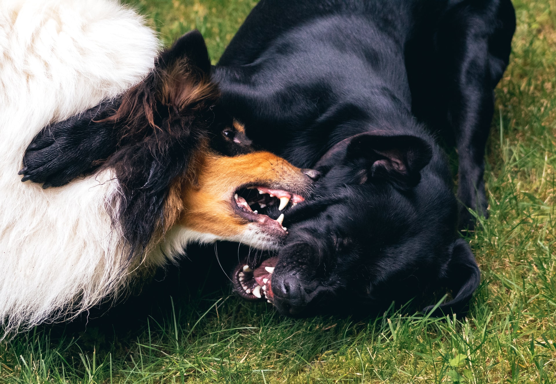 how to stop dog from attacking other dogs