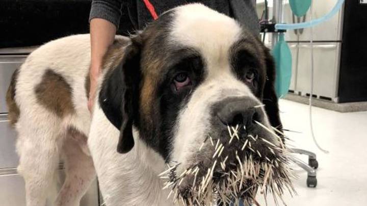 how to remove porcupine quills from dogs