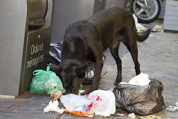 how to treat garbage gut in dogs at home