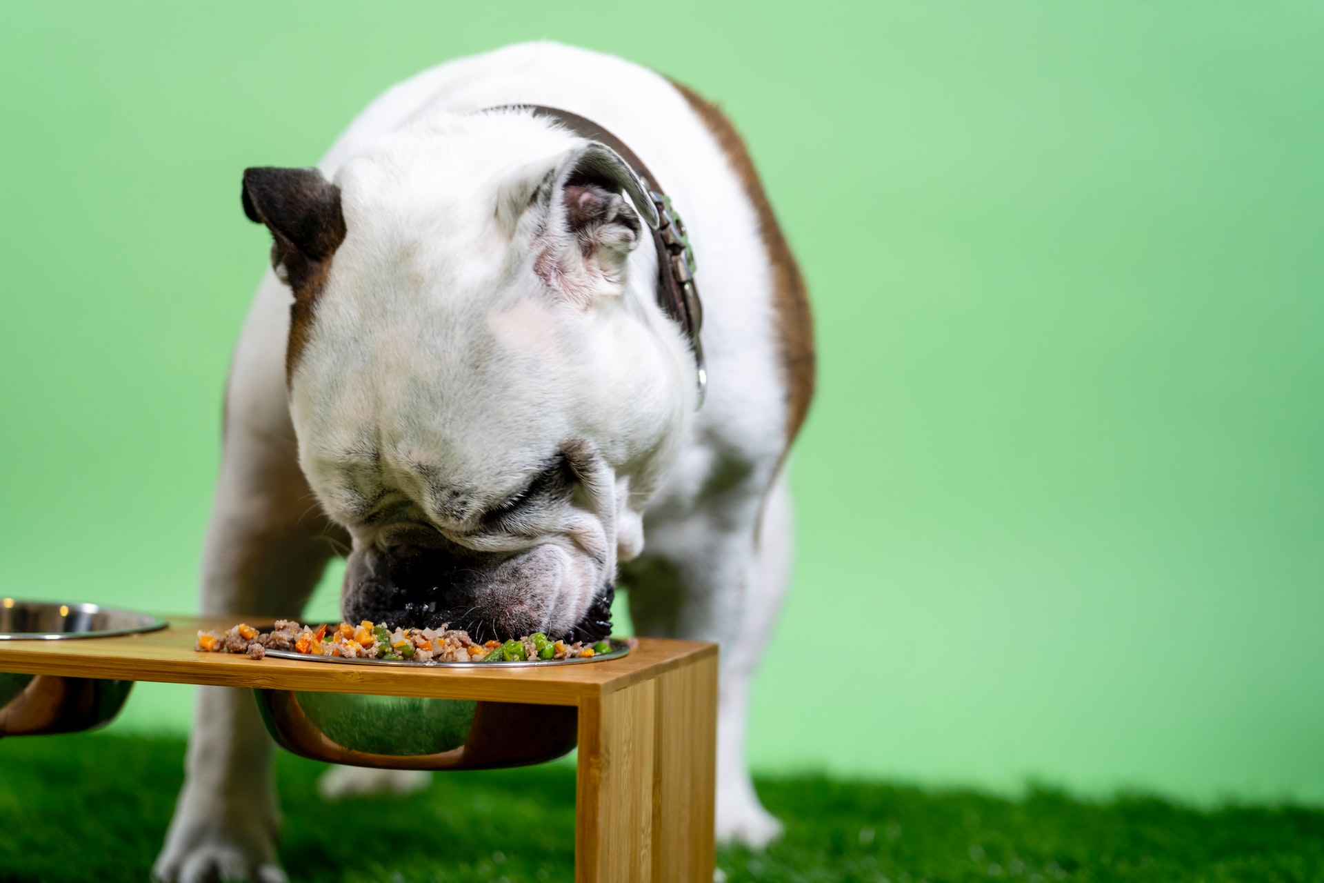 how to treat pica in dogs