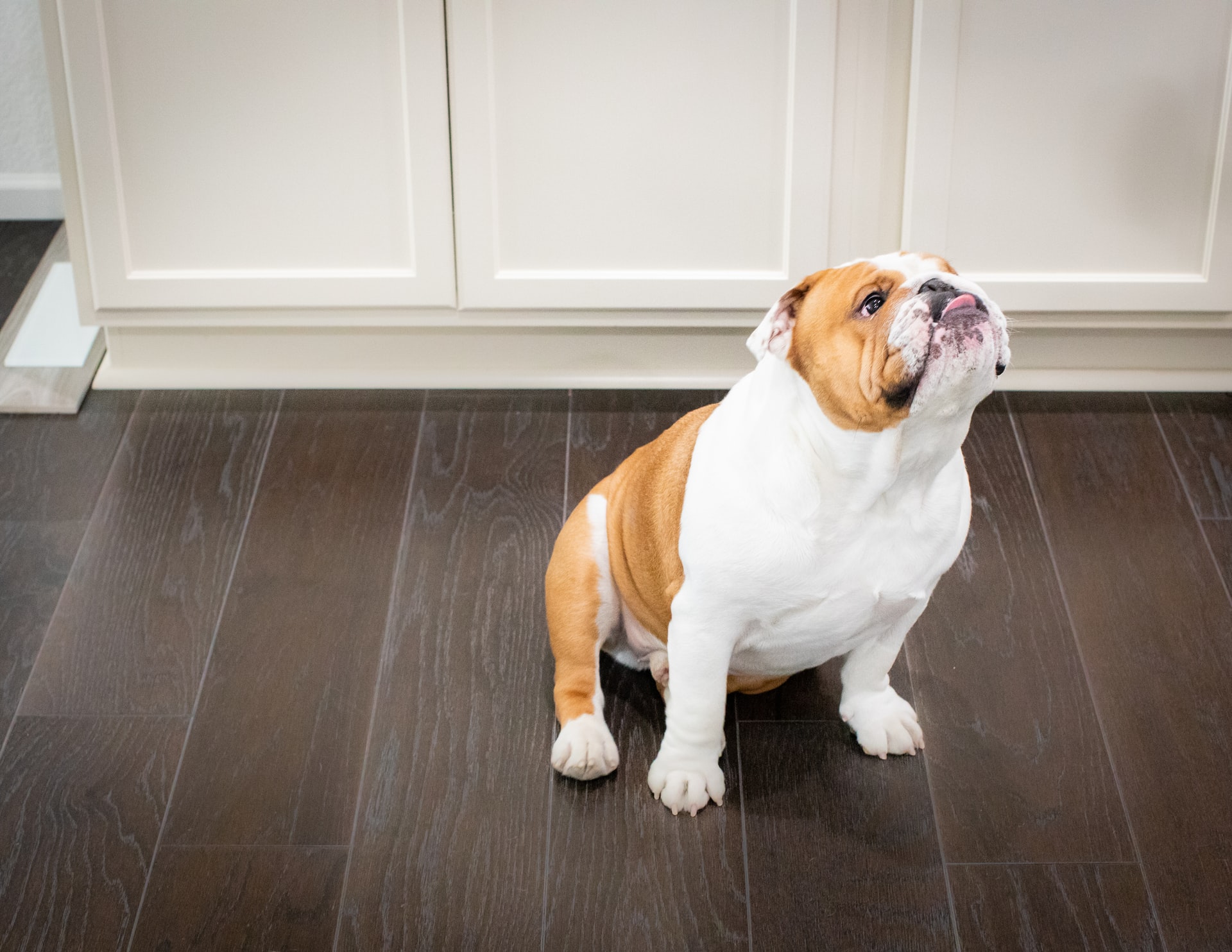 how to prevent scratches on hardwood floors from dogs