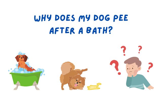9 Reasons Your Dog Might Pee After a Bath! - Bulldogpapa