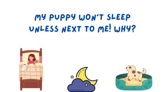 My Puppy Won’t Sleep Unless Next to Me! Top 12 Reasons Why - Bulldogpapa