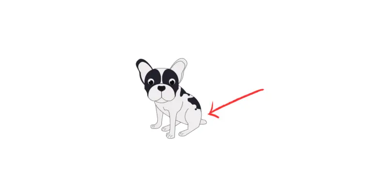 A French bulldog sits and arrow is pointing to show its tail