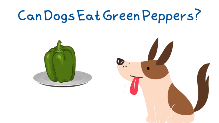 A dog staring at a green pepper that is ready to eat.