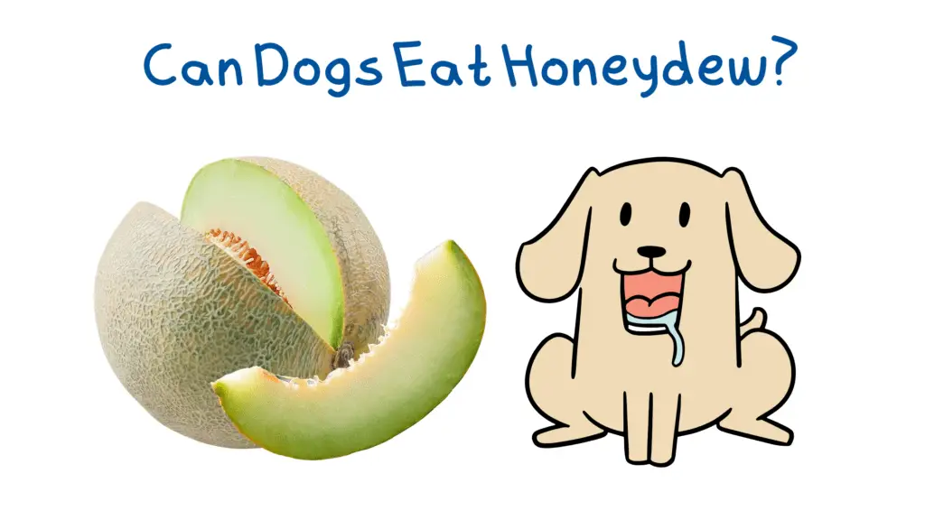 A dog looking to eat honeydew