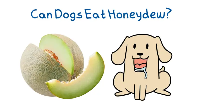 A dog ready to eat some honeydew melon.