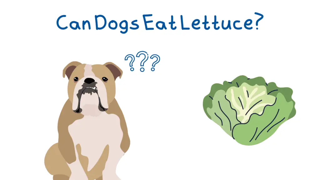 A bulldog sitting near lettuce wondering if it can eat it.