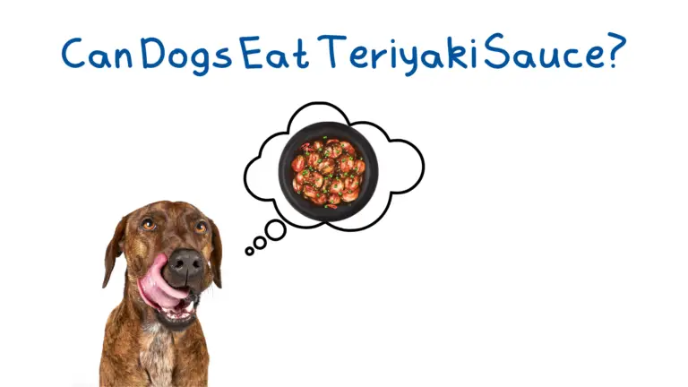A dog wanting to eat teriyaki chicken