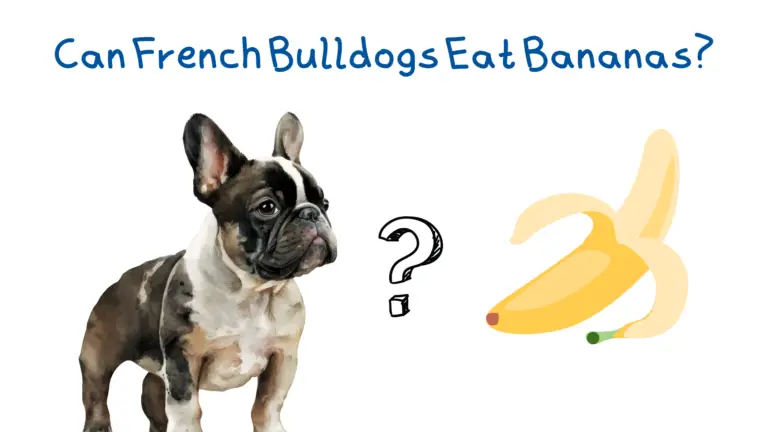 A french bulldog looking at a banana wondering if it can be eaten.