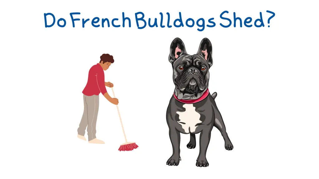 A man sweeping up the hair shed by his French bulldog.